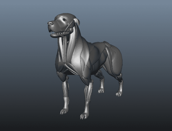 Modelo 3D de la anatomía muscular del perro