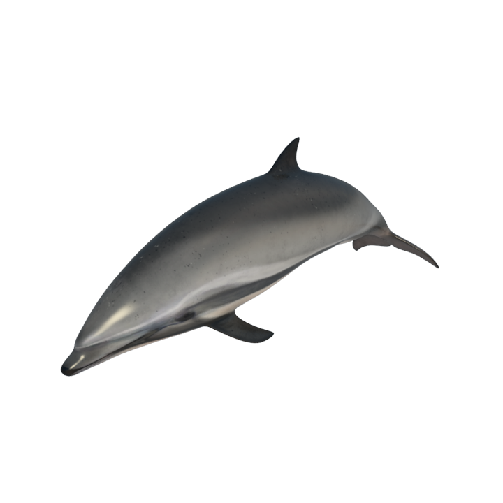 dolphin 3d model free