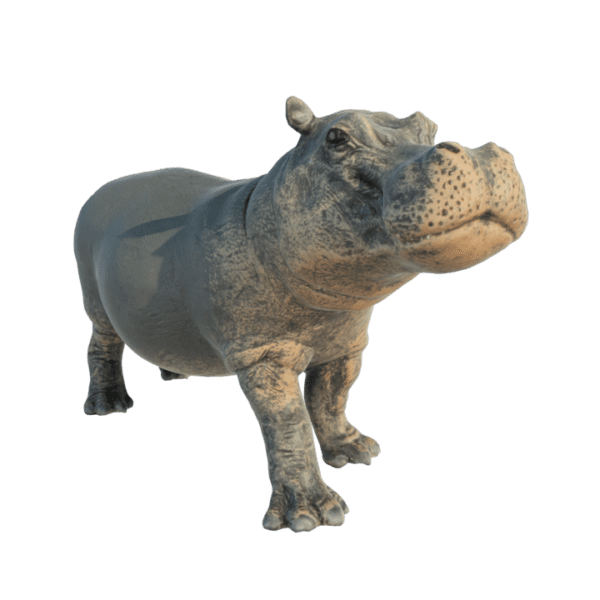 hippopotamus_3d_model free