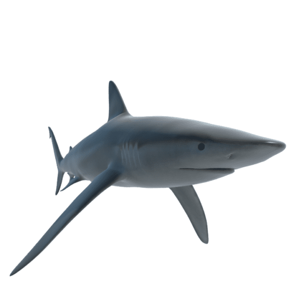 shark_3d_model_free